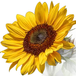 Imagen PNG para descargar